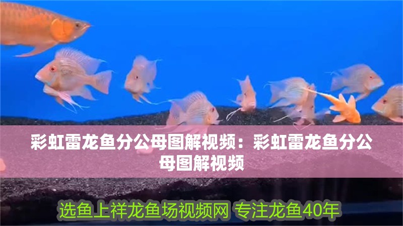 彩虹雷龍魚分公母圖解視頻：彩虹雷龍魚分公母圖解視頻
