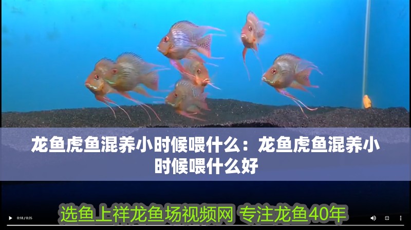 龍魚虎魚混養小時候喂什么：龍魚虎魚混養小時候喂什么好