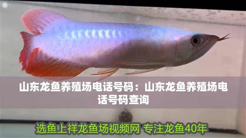 山東龍魚養殖場電話號碼：山東龍魚養殖場電話號碼查詢
