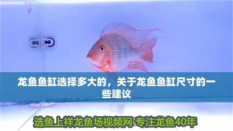 龍魚魚缸選擇多大的，關(guān)于龍魚魚缸尺寸的一些建議