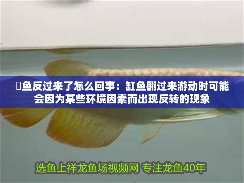 魟魚反過來了怎么回事：缸魚翻過來游動時可能會因為某些環(huán)境因素而出現(xiàn)反轉(zhuǎn)的現(xiàn)象