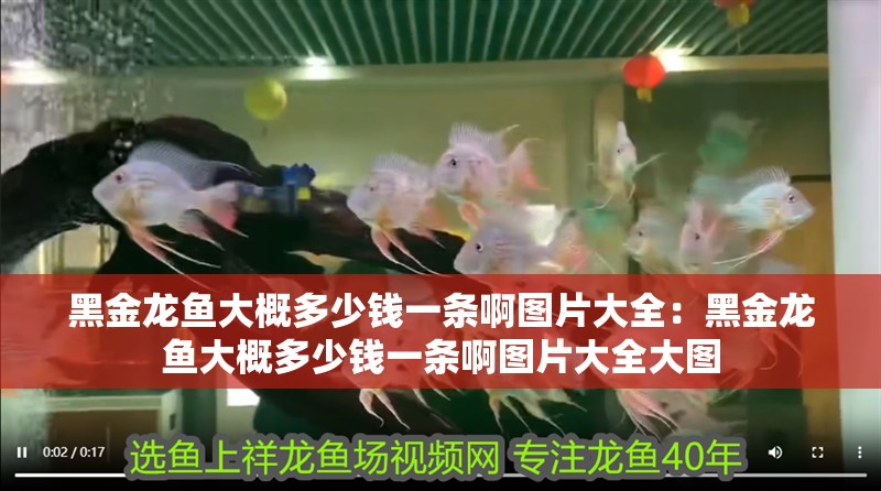黑金龍魚大概多少錢一條啊圖片大全：黑金龍魚大概多少錢一條啊圖片大全大圖