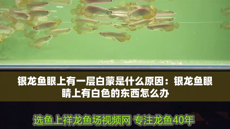 銀龍魚眼上有一層白蒙是什么原因：銀龍魚眼睛上有白色的東西怎么辦