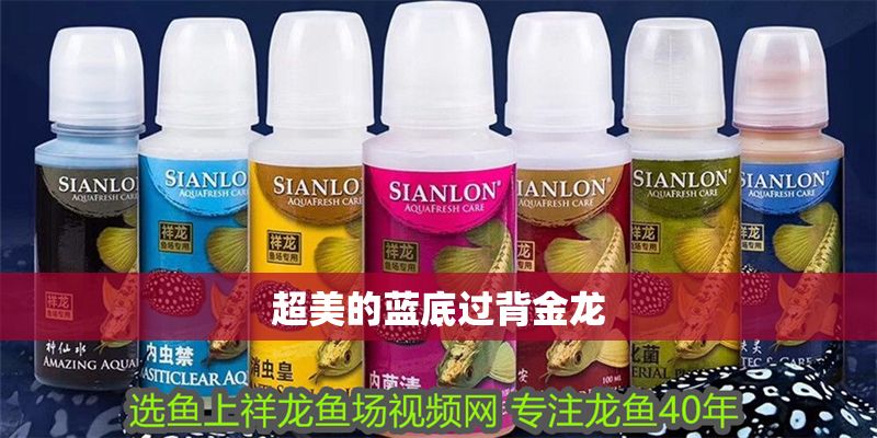 超美的藍底過背金龍