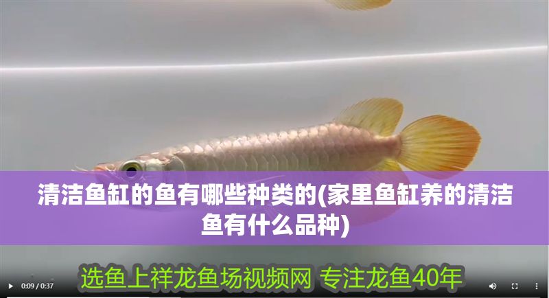 清潔魚缸的魚有哪些種類的(家里魚缸養(yǎng)的清潔魚有什么品種)