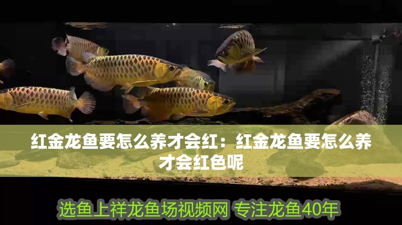 紅金龍魚要怎么養(yǎng)才會(huì)紅：紅金龍魚要怎么養(yǎng)才會(huì)紅色呢