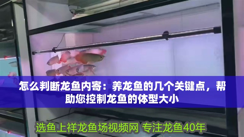 怎么判斷龍魚內寄：養龍魚的幾個關鍵點，幫助您控制龍魚的體型大小