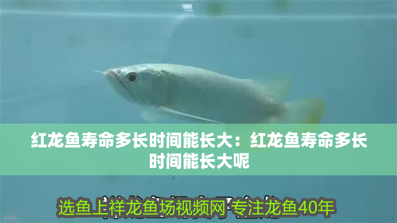 紅龍魚(yú)壽命多長(zhǎng)時(shí)間能長(zhǎng)大：紅龍魚(yú)壽命多長(zhǎng)時(shí)間能長(zhǎng)大呢