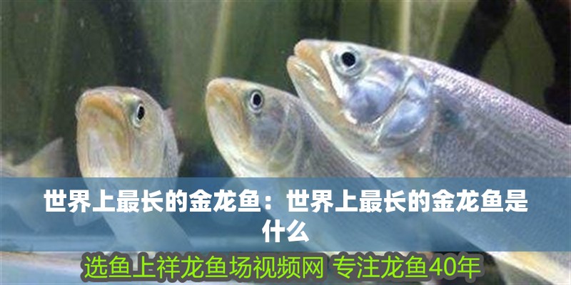 世界上最長的金龍魚：世界上最長的金龍魚是什么
