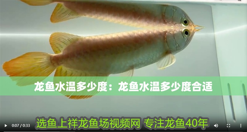 龍魚水溫多少度：龍魚水溫多少度合適