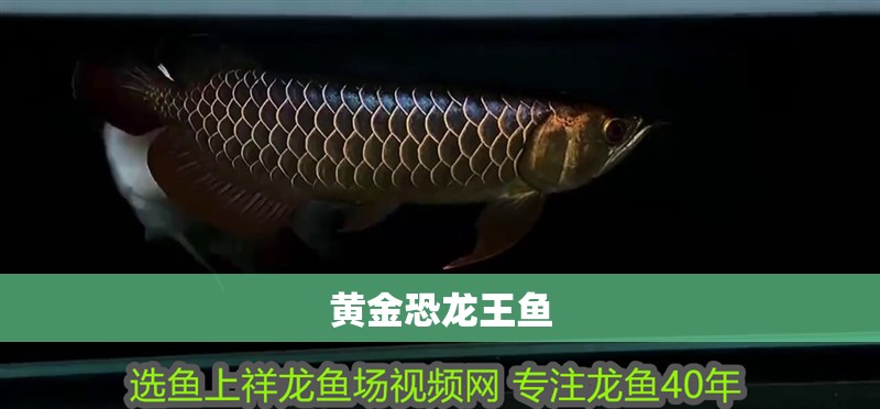 黃金恐龍王魚