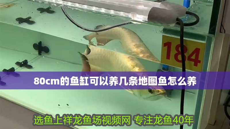 80cm的魚缸可以養(yǎng)幾條地圖魚怎么養(yǎng)