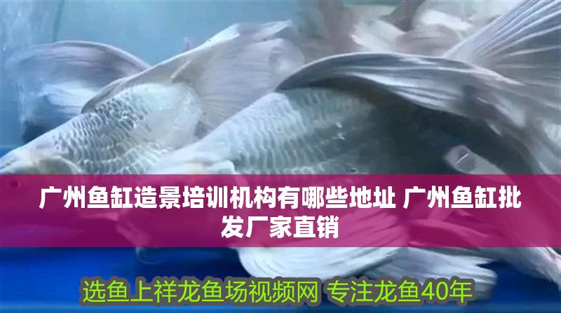 廣州魚缸造景培訓(xùn)機構(gòu)有哪些地址 廣州魚缸批發(fā)廠家直銷