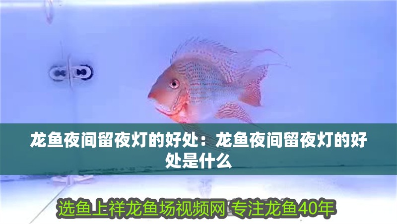 龍魚(yú)夜間留夜燈的好處：龍魚(yú)夜間留夜燈的好處是什么