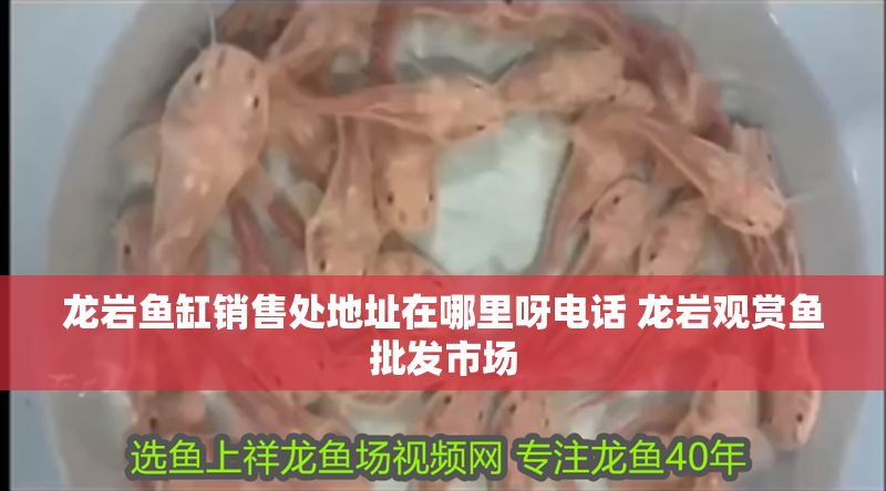 龍巖魚缸銷售處地址在哪里呀電話 龍巖觀賞魚批發市場