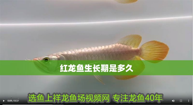 紅龍魚生長期是多久