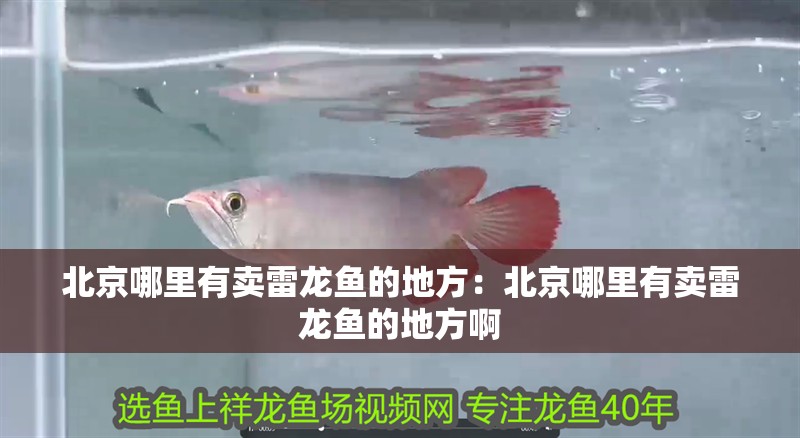 北京哪里有賣雷龍魚的地方：北京哪里有賣雷龍魚的地方啊