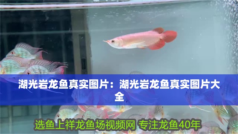 湖光巖龍魚(yú)真實(shí)圖片：湖光巖龍魚(yú)真實(shí)圖片大全