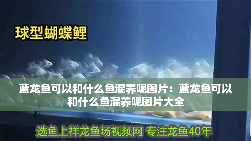 藍龍魚可以和什么魚混養呢圖片：藍龍魚可以和什么魚混養呢圖片大全