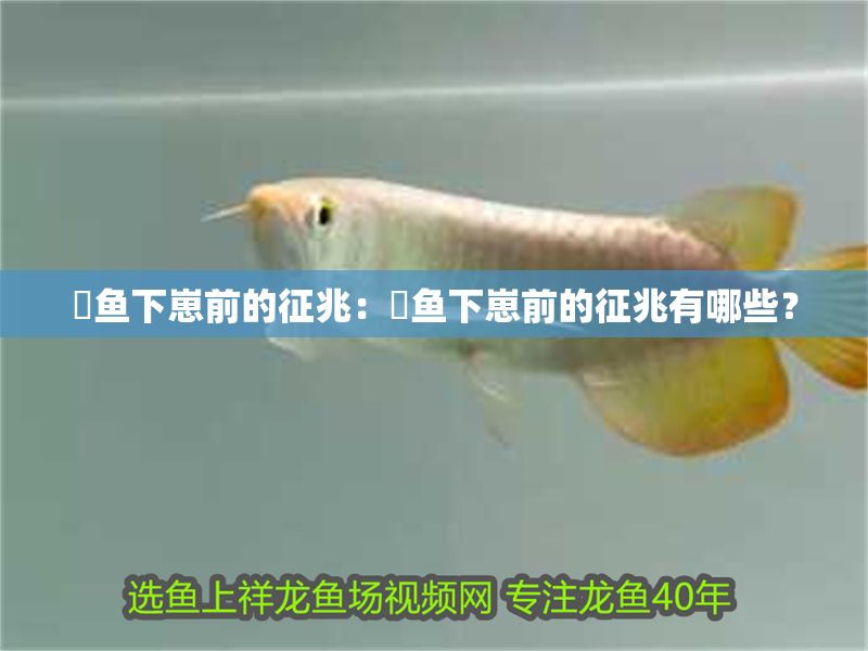 魟魚下崽前的征兆：魟魚下崽前的征兆有哪些？