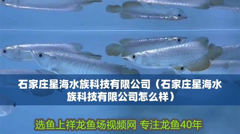 石家莊星海水族科技有限公司（石家莊星海水族科技有限公司怎么樣）