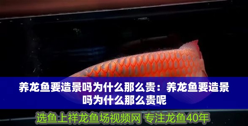 養(yǎng)龍魚(yú)要造景嗎為什么那么貴：養(yǎng)龍魚(yú)要造景嗎為什么那么貴呢