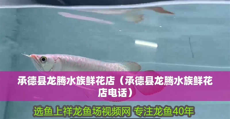 承德縣龍騰水族鮮花店（承德縣龍騰水族鮮花店電話）
