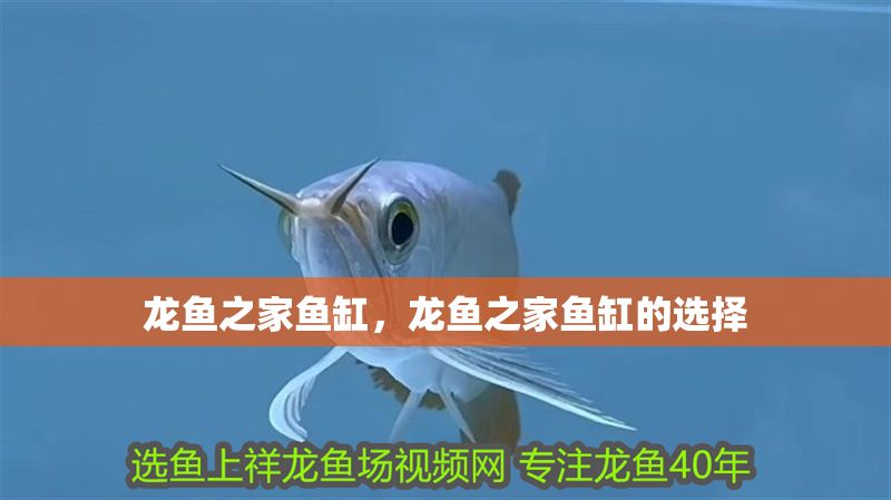 龍魚之家魚缸，龍魚之家魚缸的選擇