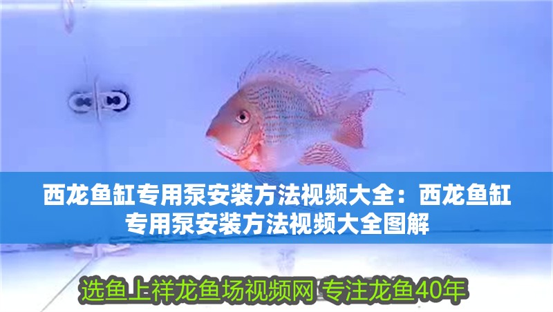 西龍魚缸專用泵安裝方法視頻大全：西龍魚缸專用泵安裝方法視頻大全圖解