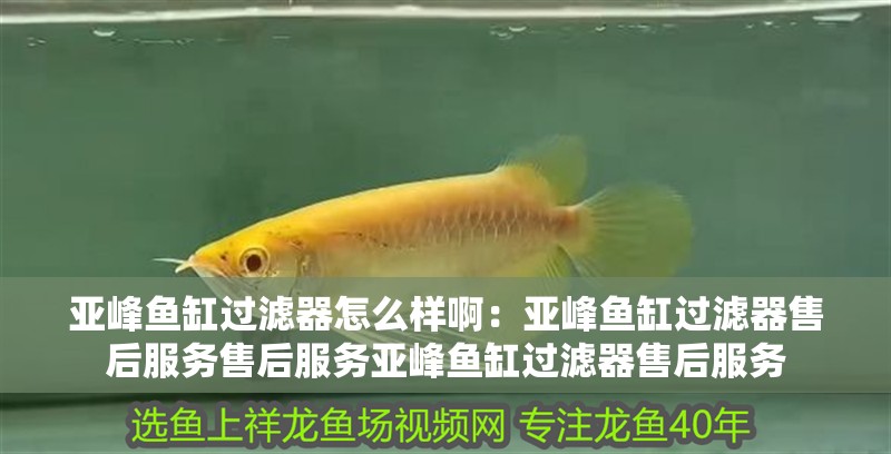 亞峰魚缸過濾器怎么樣?。簛喎弭~缸過濾器售后服務售后服務亞峰魚缸過濾器售后服務
