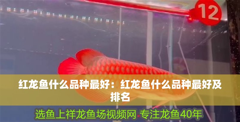 紅龍魚什么品種最好：紅龍魚什么品種最好及排名