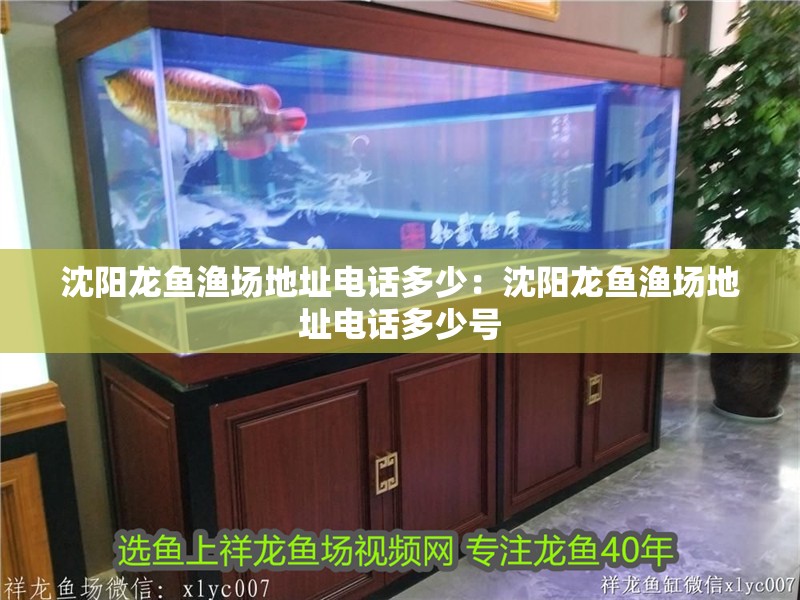 沈陽龍魚漁場地址電話多少：沈陽龍魚漁場地址電話多少號