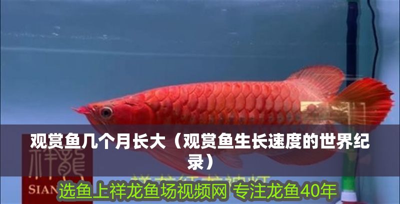 觀賞魚幾個月長大（觀賞魚生長速度的世界紀(jì)錄） 觀賞魚幾個月長大（觀賞魚生長速度的世界紀(jì)錄） 元寶鳳凰魚百科 第2張