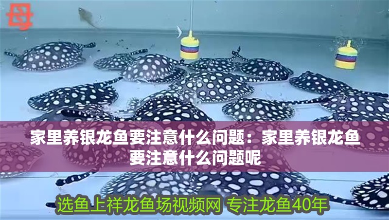 家里養銀龍魚要注意什么問題：家里養銀龍魚要注意什么問題呢