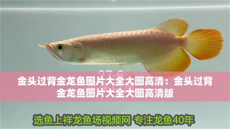 金頭過背金龍魚圖片大全大圖高清:金頭過背金龍魚圖片大全大圖高清版 水族問答 金頭過背金龍魚圖片大全大圖高清:金頭過背金龍魚圖片大全大圖高清版 金頭過背金龍魚圖片大全大圖高清:金頭過背金龍魚圖片大全大圖高清版 水族問答