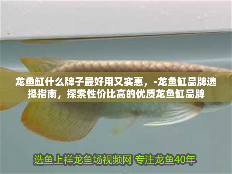 龍魚缸什么牌子最好用又實惠，-龍魚缸品牌選擇指南，探索性價比高的優質龍魚缸品牌