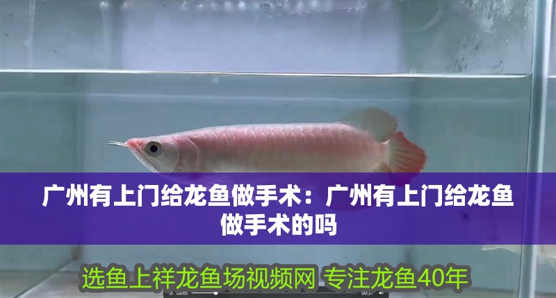 廣州有上門給龍魚做手術：廣州有上門給龍魚做手術的嗎