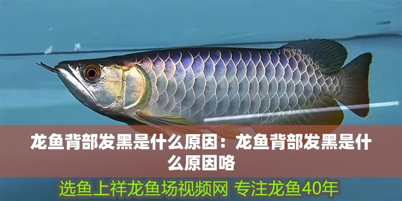 龍魚背部發黑是什么原因：龍魚背部發黑是什么原因咯 龍魚背部發黑是什么原因：龍魚背部發黑是什么原因咯 水族問答