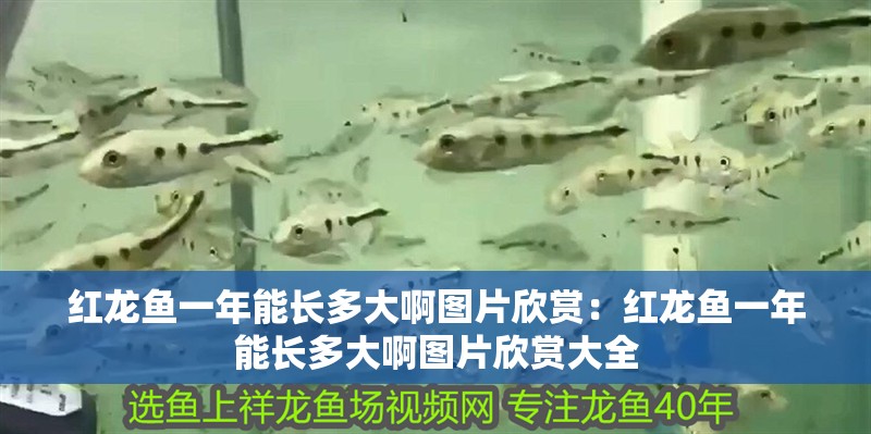 紅龍魚一年能長(zhǎng)多大啊圖片欣賞：紅龍魚一年能長(zhǎng)多大啊圖片欣賞大全