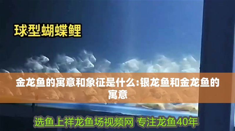 金龍魚的寓意和象征是什么:銀龍魚和金龍魚的寓意
