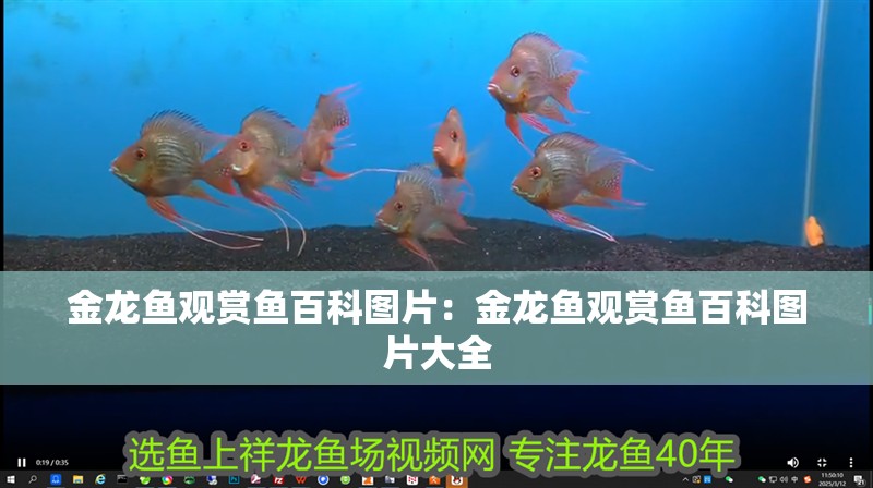 金龍魚觀賞魚百科圖片：金龍魚觀賞魚百科圖片大全