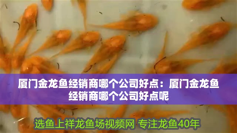 廈門金龍魚經銷商哪個公司好點:廈門金龍魚經銷商哪個公司好點呢 水族問答 廈門金龍魚經銷商哪個公司好點:廈門金龍魚經銷商哪個公司好點呢 廈門金龍魚經銷商哪個公司好點:廈門金龍魚經銷商哪個公司好點呢 水族問答