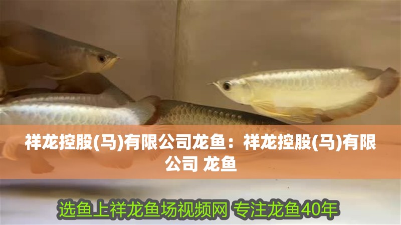 祥龍控股(馬)有限公司龍魚：祥龍控股(馬)有限公司 龍魚