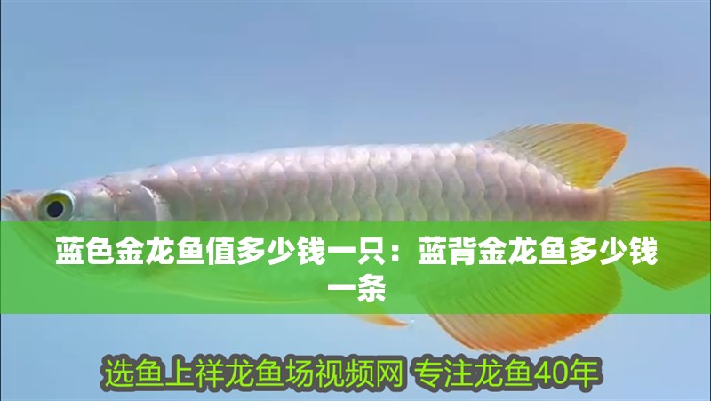 藍(lán)色金龍魚值多少錢一只：藍(lán)背金龍魚多少錢一條