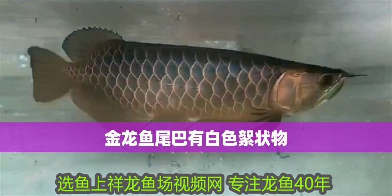 金龍魚(yú)尾巴有白色絮狀物