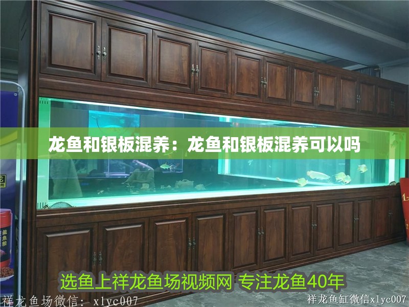 龍魚和銀板混養：龍魚和銀板混養可以嗎