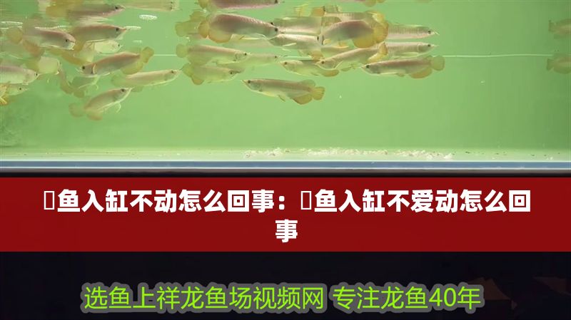 魟魚入缸不動怎么回事：魟魚入缸不愛動怎么回事
