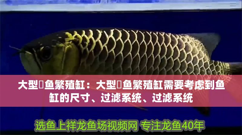 大型魟魚繁殖缸：大型魟魚繁殖缸需要考慮到魚缸的尺寸、過濾系統、過濾系統