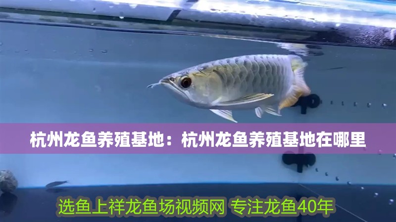 杭州龍魚養殖基地：杭州龍魚養殖基地在哪里