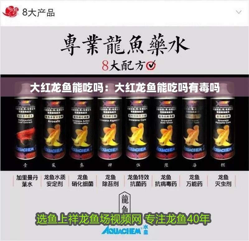 大紅龍魚能吃嗎：大紅龍魚能吃嗎有毒嗎
